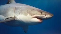 Orr? Hogyan meneküljünk a ragadozóval való találkozáskor